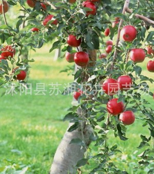 红肉苹果树苗