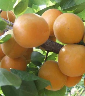 杏子果树