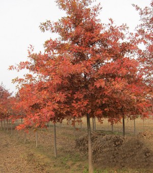 北美红栎