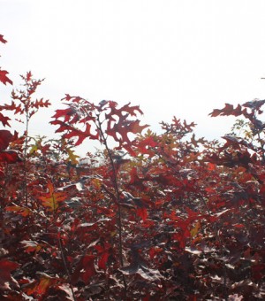 欧洲红栎