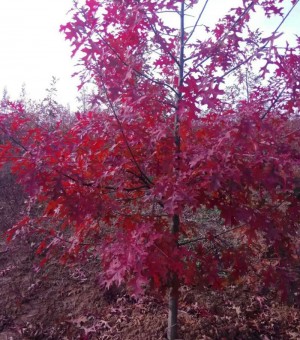 北美红栎娜塔栎