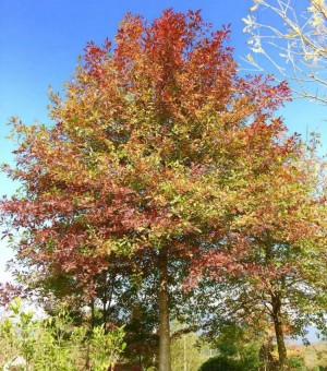 北美红栎娜塔栎