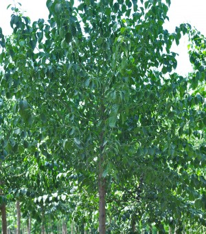 木棉树