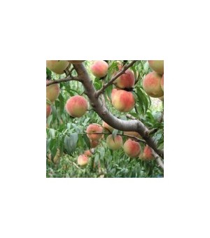 大规格占地桃树10--12--15公分桃树价格