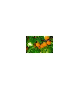 占地杏树苗 品种杏树苗 2--8公分占地杏树