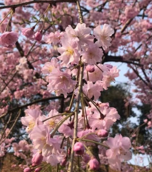 八重红枝垂樱花